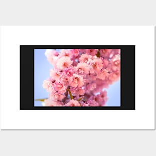 Bunch of cherry blossoms Posters and Art